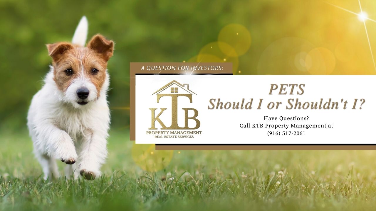 Pets, Should I or Shouldn’t I?